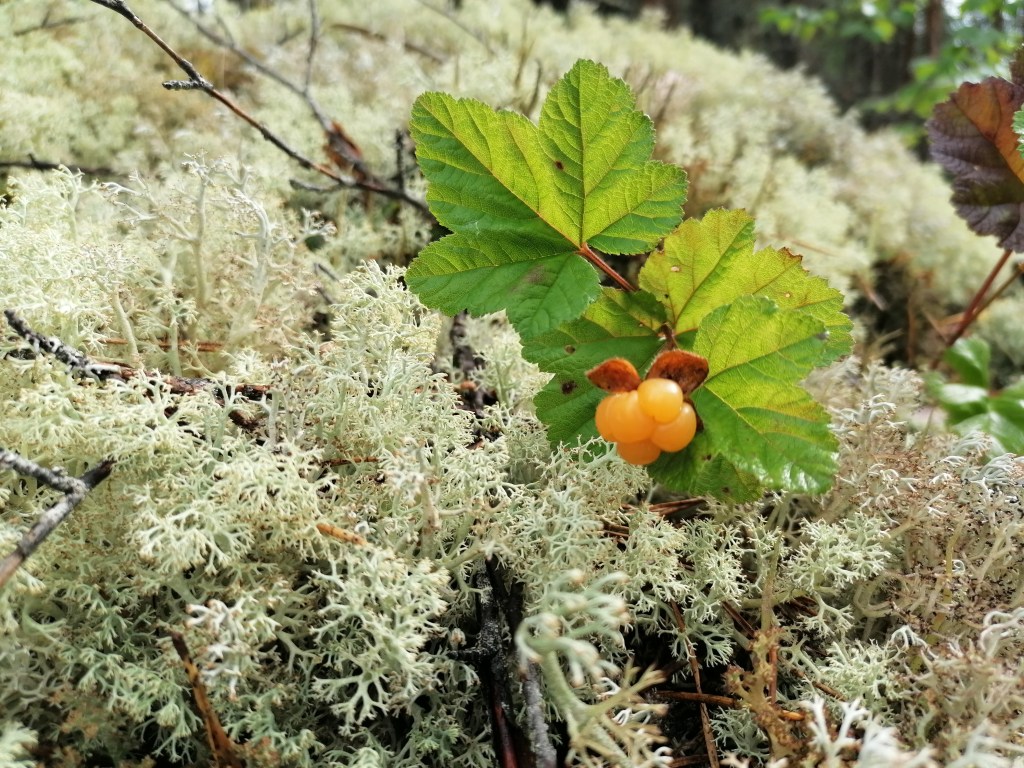 Miksi valitsin Vihreät?